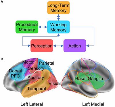 Increased Basal Ganglia Modulatory Effective Connectivity Observed in Resting-State fMRI in Individuals With Parkinson’s Disease